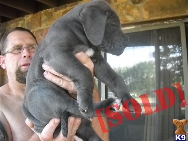 EUROPEAN GREAT DANES PUPPIES-BLUE