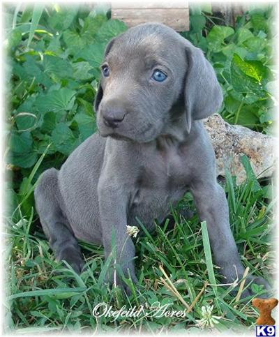 Blue And Grey Weimaraner Pups 2 Yr. Hlth/Hip Temperament Tested