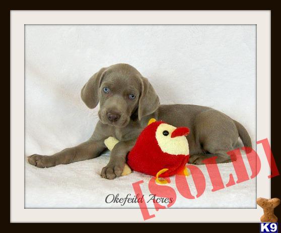 Champion Sire Dam AKC Reg Weimaraner Puppy - Landon - Gray Male