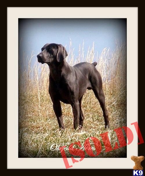 Champ Sire Dam AKC Registered Blue And Gray Weimaraners