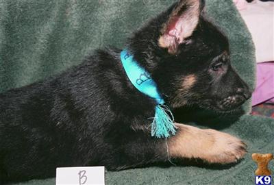 German Shepherd pups for sale