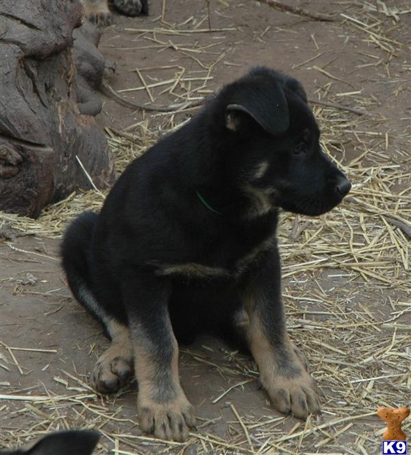 German Shepherds 