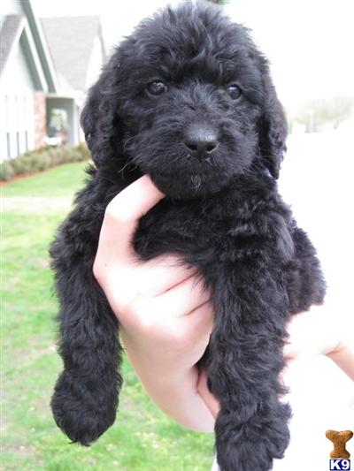 F1B Labradoodles Pups  -  Yogi 10 weeks