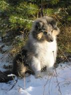 BLUE-MERLE ROUGH COLLIES from RUSSIA