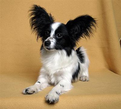 a Young Papillon Kassian