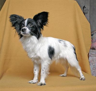 A young Papillon Chak
