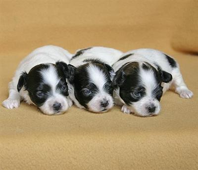 Yangest Papillons