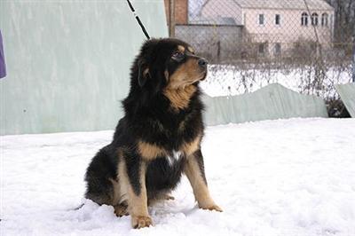 It is TIBETAN MASTIFF 