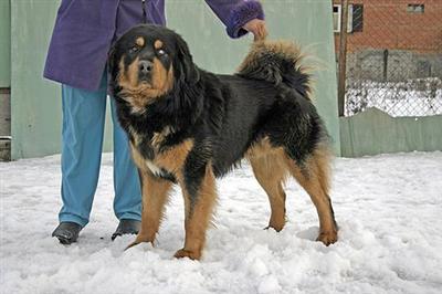 It is TIBETAN MASTIFF 