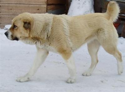 ALABAY aborigen from Russia central Asian sheepdog