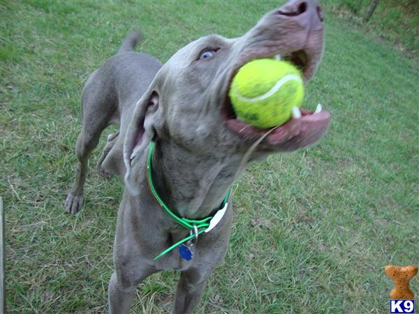 Oliver
