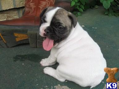 AKC Cochise