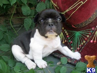 AKC Warrior