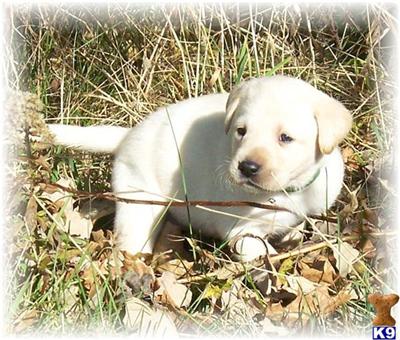 AKC WHITE/IVORY PUPS  