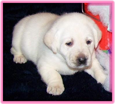 White/Ivory Lab Pups Coming soon