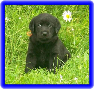 AKC LAB Black 