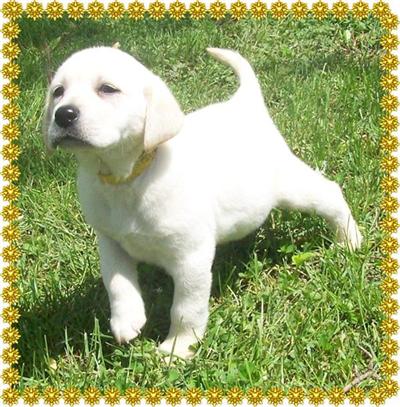 Beautiful WHITE Pups.  Males and Females