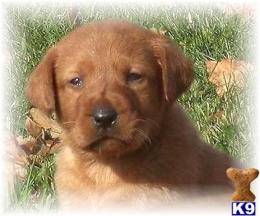 AKC RED Pups Available SOON