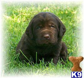 AKC, Champion Sired Chocolates