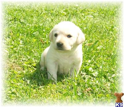 AKC WHITE/IVORY PUPS  