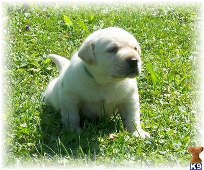 AKC  Labrador Puppies--RED WHITE IVORY YELLOW