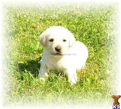AKC LAB White/Yellow/Chocolate