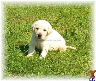AKC PUPS