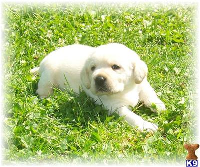 Ivory Puppies