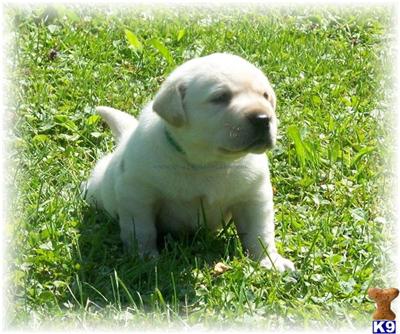 White/Ivory Lab Pups 
