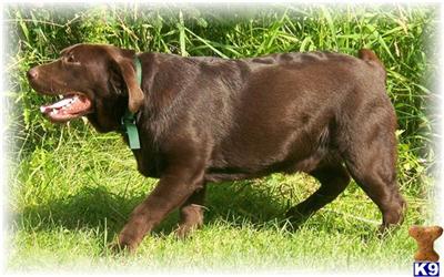 CH Chocolate Sire