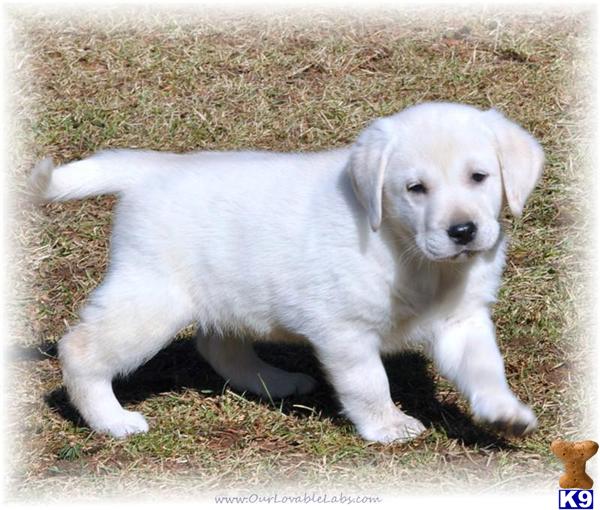 Champion sired, AKC registered puppies available now