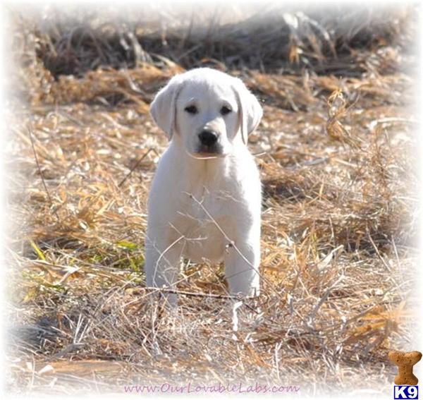 AKC WHITE/IVORY PUPS  