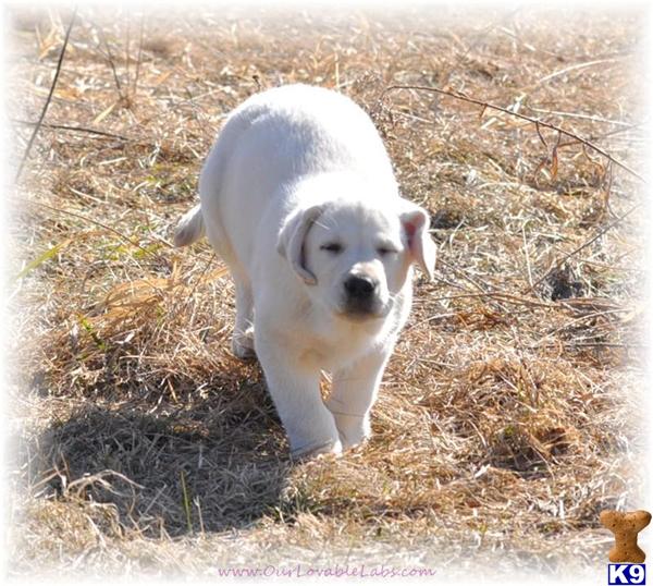 AKC WHITE/Ivory/Yellow Pups
