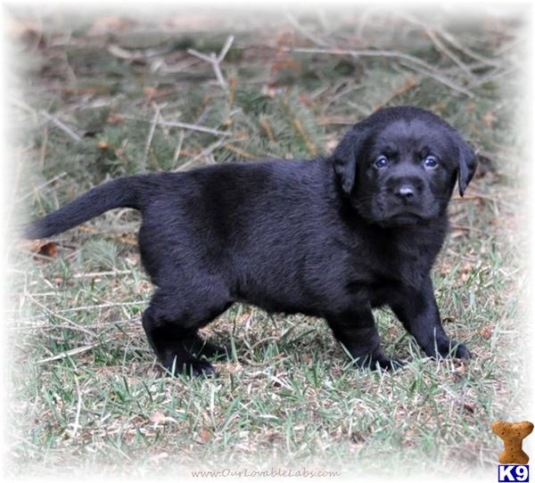 Black, AKC Registered Lab Pups Available NOW