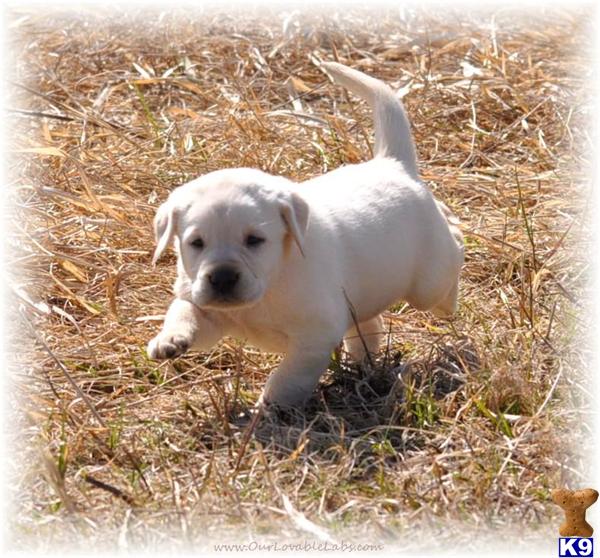 Champion Sired White/Ivory  AKC Lab Pups