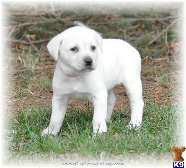 Champion sired, AKC White/Ivory