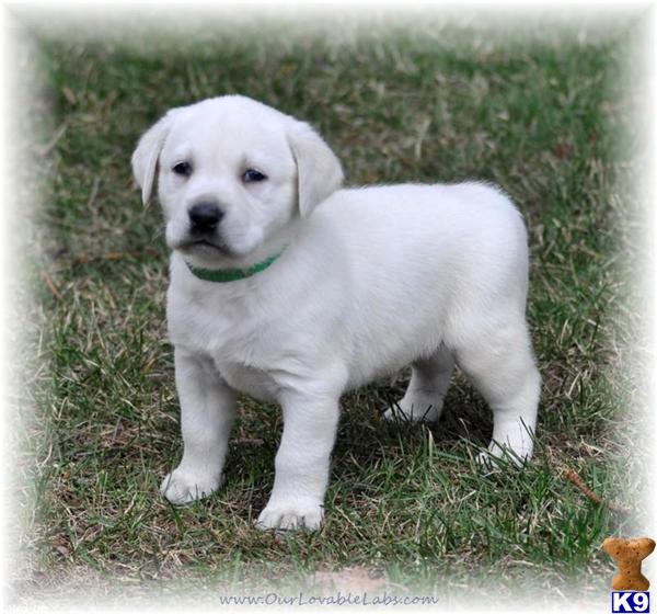AKC  Labrador Puppies--WHITE IVORY YELLOW
