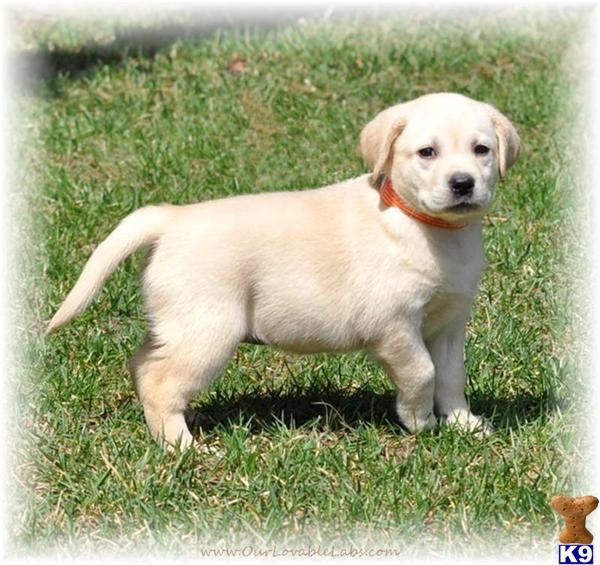 Champion Parents of AKC ENGLISH Ivory/Yellow Pups