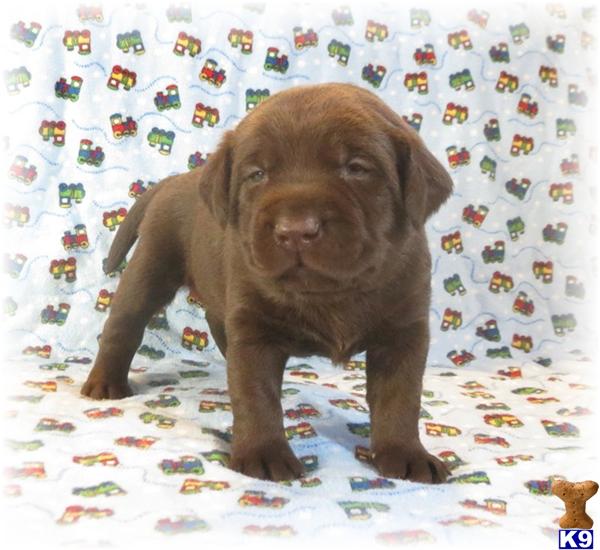 Beautiful, Champion Sired, English, Chocolate and Black Lab Pups, AVAILABLE NOW