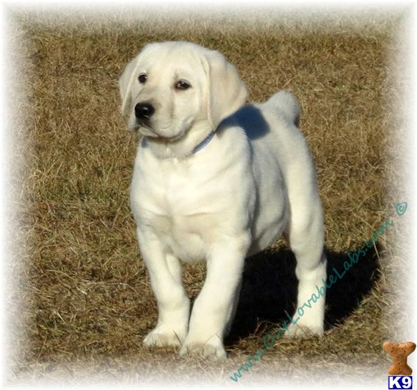 chocolate lab puppies ga labrador retriever lab studs in the usa page 1 breeds picture chocolate lab puppies ga labrador retriever lab studs in the usa page 1 breeds picture