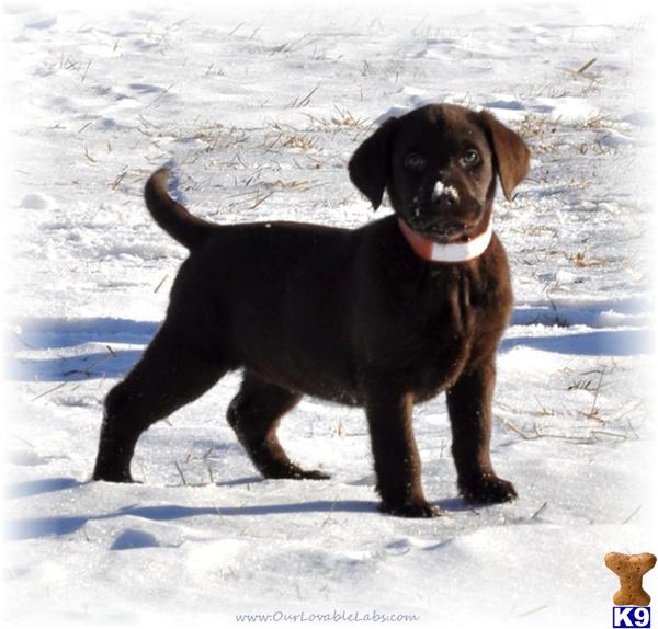 AKC LAB  Chocolate