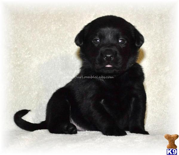 AKC LAB  Chocolate