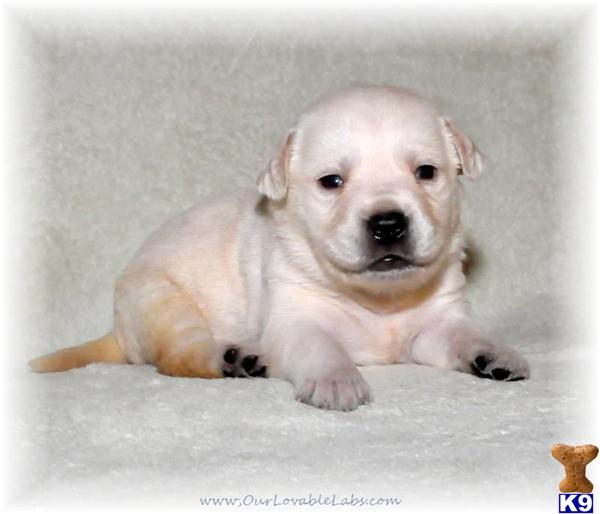 White/Ivory Pup