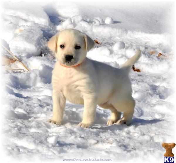 White/Ivory Pup