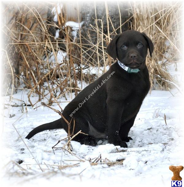 Beautiful, Champion Sired, English, Chocolate Lab Pups, AVAILABLE NOW