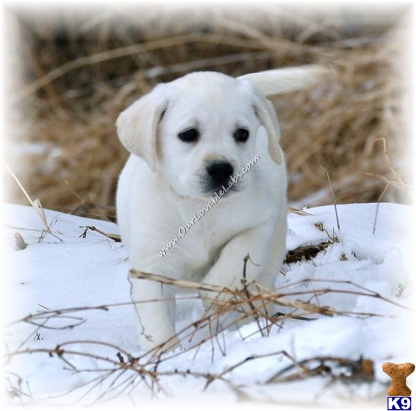 CHAMPION SIRED AKC LAB  CALM, BEAUTIFUL, ENGLISH Pups available NOW