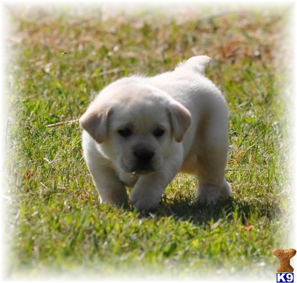 AKC WHITE/IVORY PUPS  