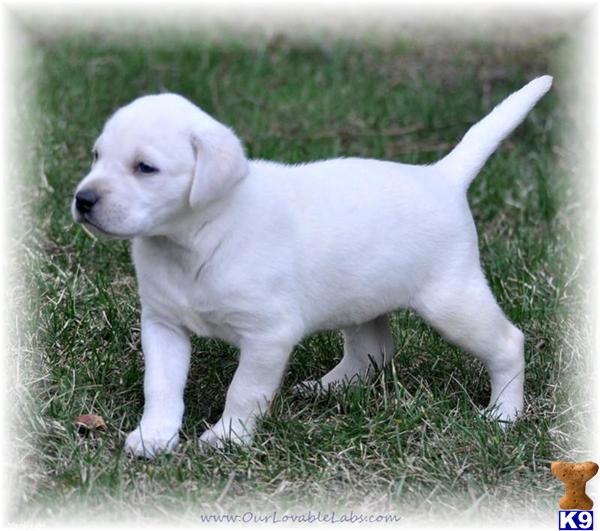 yellow lab puppies for sale in ohio white labrador retriever stud white lab stud white lab males breeds picture yellow lab puppies for sale in ohio white labrador retriever stud white lab stud white lab males breeds picture