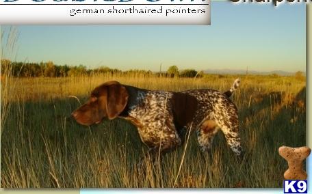 Outlander German Shorthaired Pointers-NAVHDA Versatile Champions