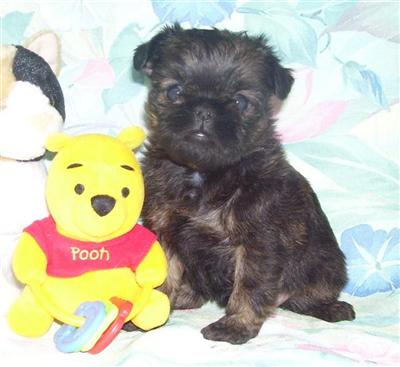 LOVE WITH FOUR LEGS  FUR